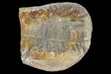 Fossil Fern Cluster (Pos/Neg) - Mazon Creek #104785-3